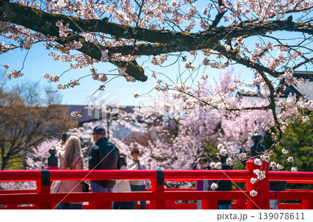 260408中橋桜g008 260408中橋桜g008 139078611