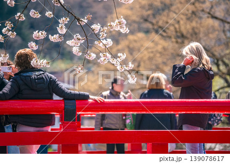 260408中橋桜g026 260408中橋桜g026 139078617
