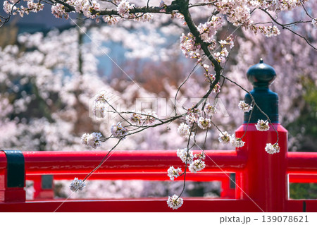 260408中橋桜g037 260408中橋桜g037 139078621