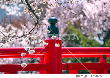 260408中橋桜g039 139078622