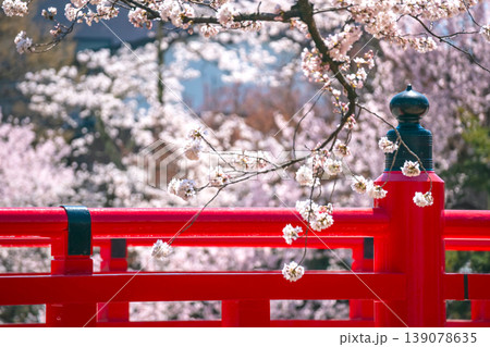 260408中橋桜g079 260408中橋桜g079 139078635