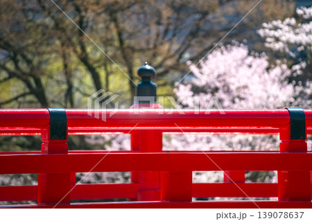 260408中橋桜g085 260408中橋桜g085 139078637