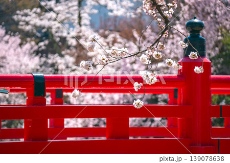 260408中橋桜g086 260408中橋桜g086 139078638