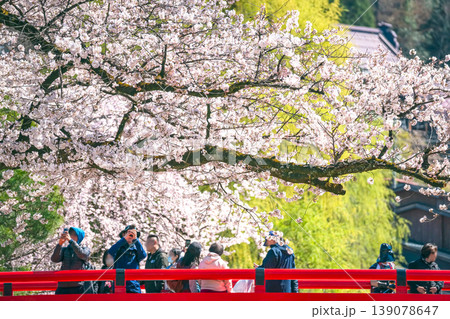 260408中橋桜g120 260408中橋桜g120 139078647