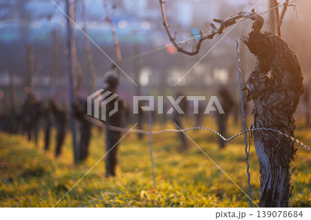Sunset over dormant vineyard in early spring at golden hour with leafless grapevines in warm sunset light. Selective focus 139078684