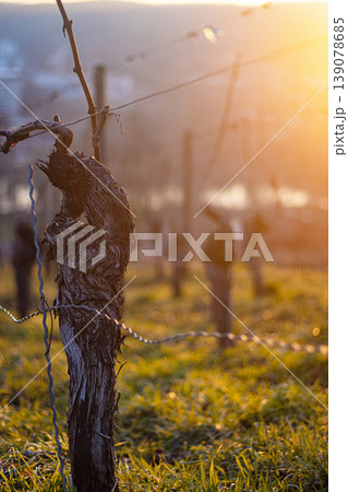 Sunset over dormant vineyard in early spring at golden hour with leafless grapevines in warm sunset light. Selective focus 139078685