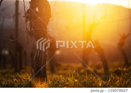 Sunset over dormant vineyard in early spring at golden hour with leafless grapevines in warm sunset light. Selective focus 139078687