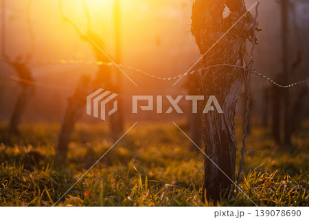 Sunset over dormant vineyard in early spring at golden hour with leafless grapevines in warm sunset light. Selective focus 139078690