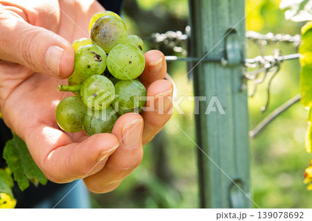 Closeup of a hands of a woman gently picking fresh green grapes, harvesting ripe berries from a grape cluster in a vineyard. Organic farming, winemaking, and agricultural traditions. Closeup of a hands of a woman gently picking fresh green grapes, harvesting ripe berries from a grape cluster in a vineyard. Organic farming, winemaking, and agricultural traditions. 139078692