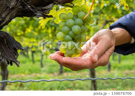 Woman holding a bunch of ripe grapes in open hands. Green grape cluster hanging on a twisted vine. Ripe grapevine growing on an old trunk in a lush vineyard in Wuerzburg, Franconia, Bavaria, Germany 139078700