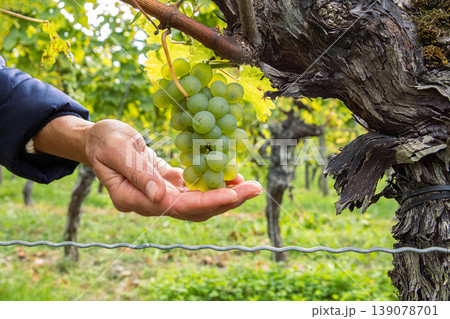 Woman holding a bunch of ripe grapes in open hands. Green grape cluster hanging on a twisted vine. Ripe grapevine growing on an old trunk in a lush vineyard in Wuerzburg, Franconia, Bavaria, Germany 139078701