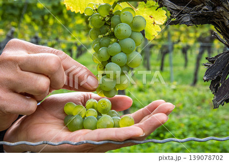 Closeup of a hands of a woman gently picking fresh green grapes, harvesting ripe berries from a grape cluster in a vineyard. Organic farming, winemaking, and agricultural traditions. 139078702