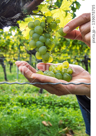 Closeup of a hands of a woman gently picking fresh green grapes, harvesting ripe berries from a grape cluster in a vineyard. Organic farming, winemaking, and agricultural traditions. Closeup of a hands of a woman gently picking fresh green grapes, harvesting ripe berries from a grape cluster in a vineyard. Organic farming, winemaking, and agricultural traditions. 139078705