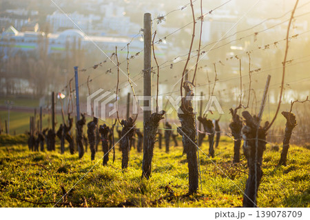 Sunlit view of a vineyard with bare grapevines in sunset in spring. Soft golden hour light and fresh green grass. Selective focus 139078709
