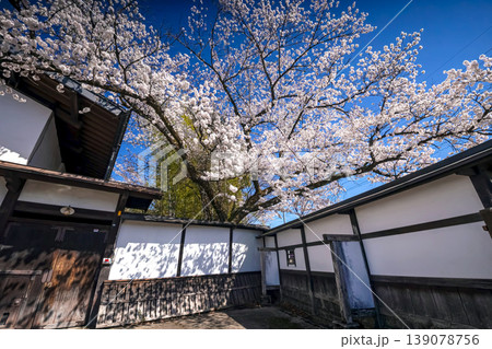 260408江名子川桜s005 139078756