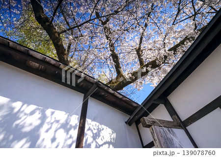 260408江名子川桜s009 260408江名子川桜s009 139078760
