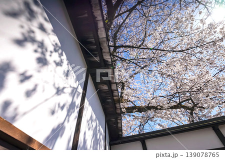 260408江名子川桜s014 139078765