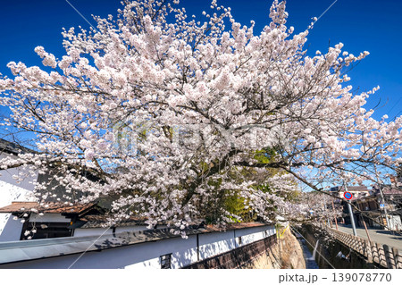 260408江名子川桜s019 260408江名子川桜s019 139078770