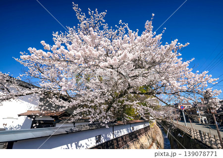 260408江名子川桜s020 139078771