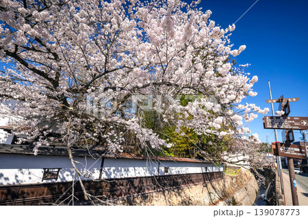 260408江名子川桜s024 260408江名子川桜s024 139078773