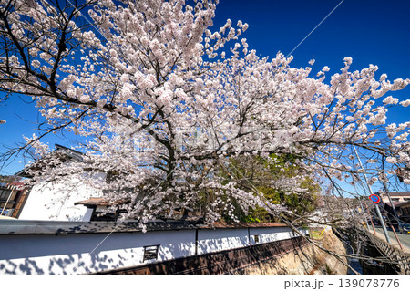 260408江名子川桜s029 139078776