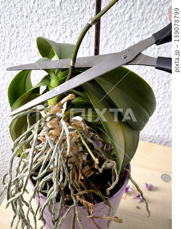 The process of trimming the flower stalk of a Phalaenopsis orchid with scissors The process of trimming the flower stalk of a Phalaenopsis orchid with scissors 139078799