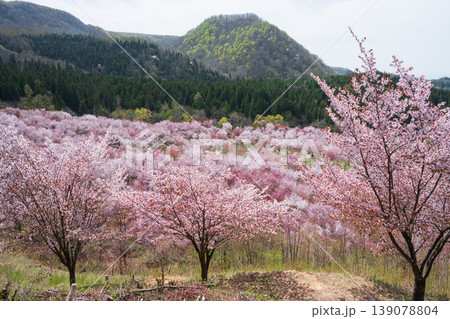 裏磐梯　桜峠のオオヤマザクラ 139078804