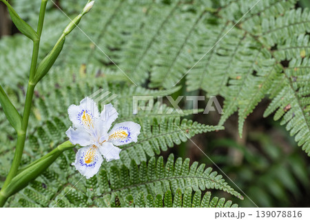 シャガの花 シャガの花 139078816