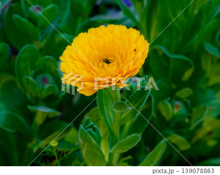 キク科キンセンカの花 139078863