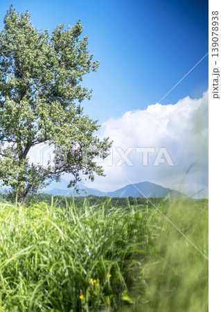 初夏・新緑のイメージ'(蒜山高原) 初夏・新緑のイメージ'(蒜山高原) 139078938
