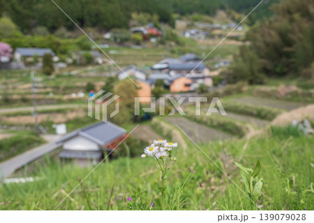 春の棚田に咲く花　ハルジオン　奈良県明日香村 139079028