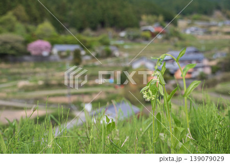 春の棚田に咲く花 ハルジオンのつぼみ 奈良県明日香村 春の棚田に咲く花 ハルジオンのつぼみ 奈良県明日香村 139079029