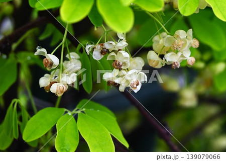 アケビの花・木通 139079066