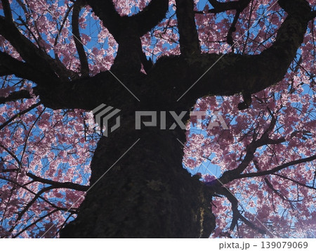 両手いっぱいに花をつける枝垂桜(20260408131745) 両手いっぱいに花をつける枝垂桜(20260408131745) 139079069