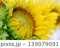 黄色い花弁が鮮やかで美しいヒマワリの花 139079091