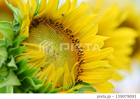黄色い花弁が鮮やかで美しいヒマワリの花 黄色い花弁が鮮やかで美しいヒマワリの花 139079091