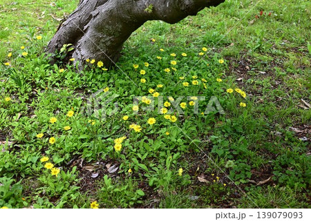 イワニガナの花・岩苦菜・地縛(ジシバリ) イワニガナの花・岩苦菜・地縛(ジシバリ) 139079093
