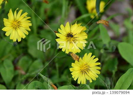 イワニガナの花・岩苦菜・地縛(ジシバリ) イワニガナの花・岩苦菜・地縛(ジシバリ) 139079094