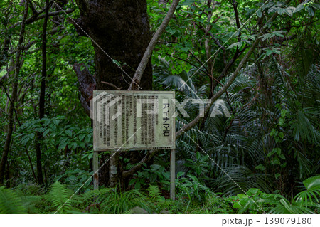 石垣島の豊かな森の中で神秘的な存在感を放つアイナマ石 石垣島の豊かな森の中で神秘的な存在感を放つアイナマ石 139079180