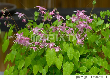 イカリソウの花・錨草・碇草・精力剤 淫羊藿（インヨウカク） 139079191