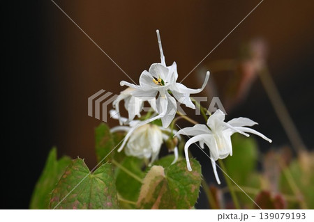 イカリソウの花・錨草・碇草・精力剤 淫羊藿(インヨウカク) イカリソウの花・錨草・碇草・精力剤 淫羊藿(インヨウカク) 139079193