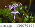イカリソウの花・錨草・碇草・精力剤 淫羊藿（インヨウカク） 139079194