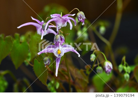 イカリソウの花・錨草・碇草・精力剤 淫羊藿(インヨウカク) イカリソウの花・錨草・碇草・精力剤 淫羊藿(インヨウカク) 139079194