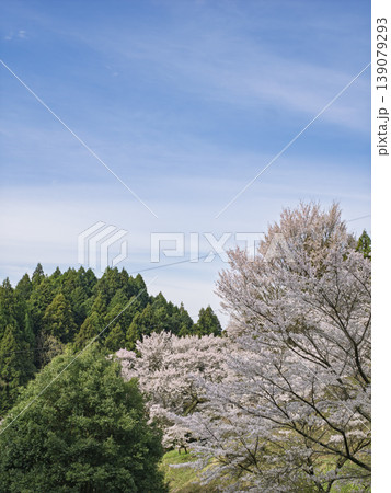 青空に溶け込む、春を彩る満開の桜景色 139079293