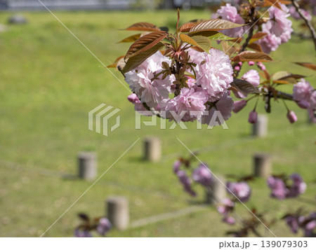 万葉の丘に咲く、ふんわり幸せの八重桜 万葉の丘に咲く、ふんわり幸せの八重桜 139079303