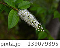 ウワミズザクラ・上溝桜・上不見桜 139079395