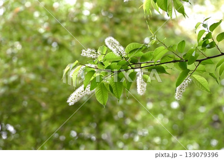 ウワミズザクラ・上溝桜・上不見桜 ウワミズザクラ・上溝桜・上不見桜 139079396