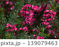 ローズマリー グレビレアの花・グレビレア ロスマニフォリア・オーストラリア原産の常緑花木 139079463