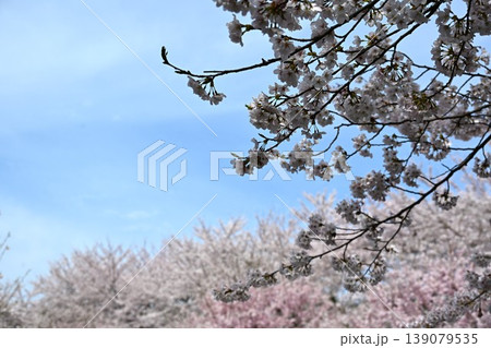 満開の赤城南面千本桜 群馬 満開の赤城南面千本桜 群馬 139079535