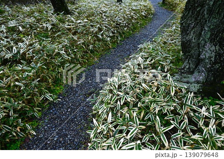 クマザサ・隈笹・山白竹（サンパクチク） 139079648